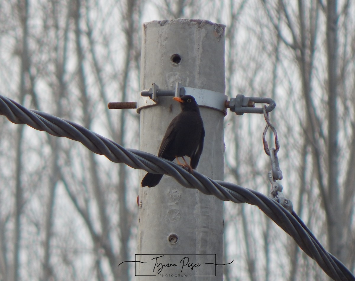 Chiguanco Thrush - ML640834807