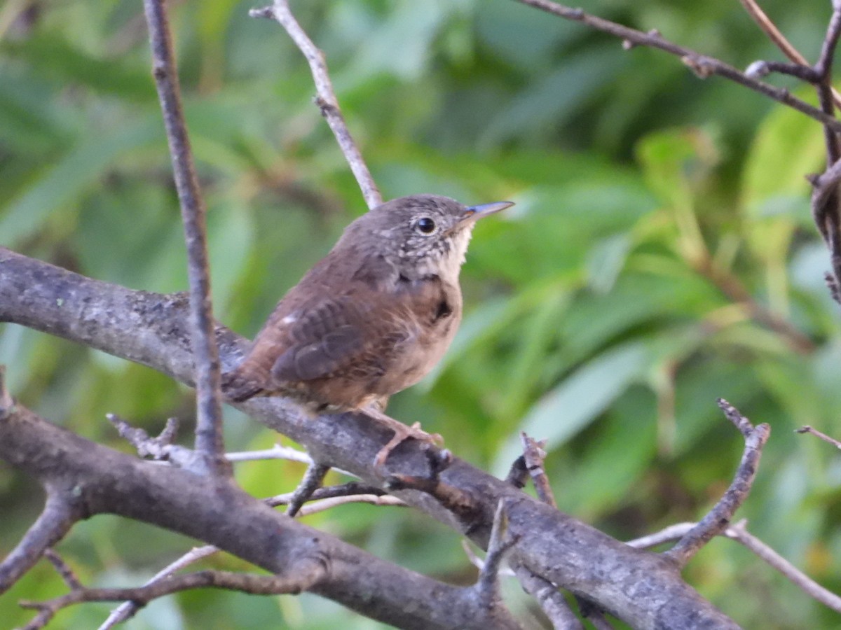Northern House Wren - ML640834828