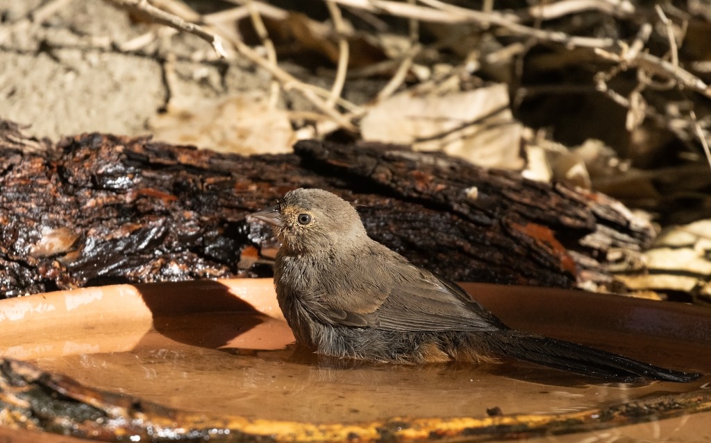 California Towhee - ML640834871