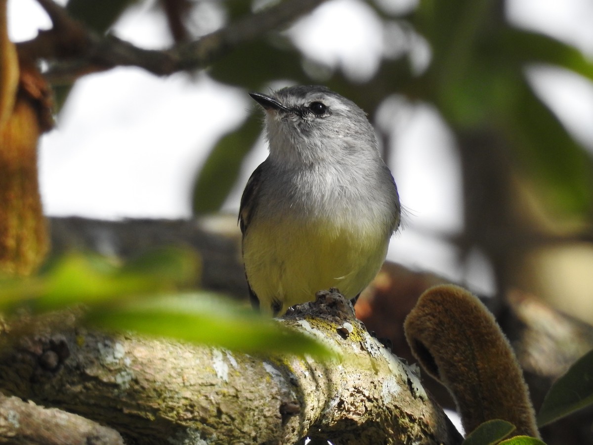 White-crested Tyrannulet - ML640834888