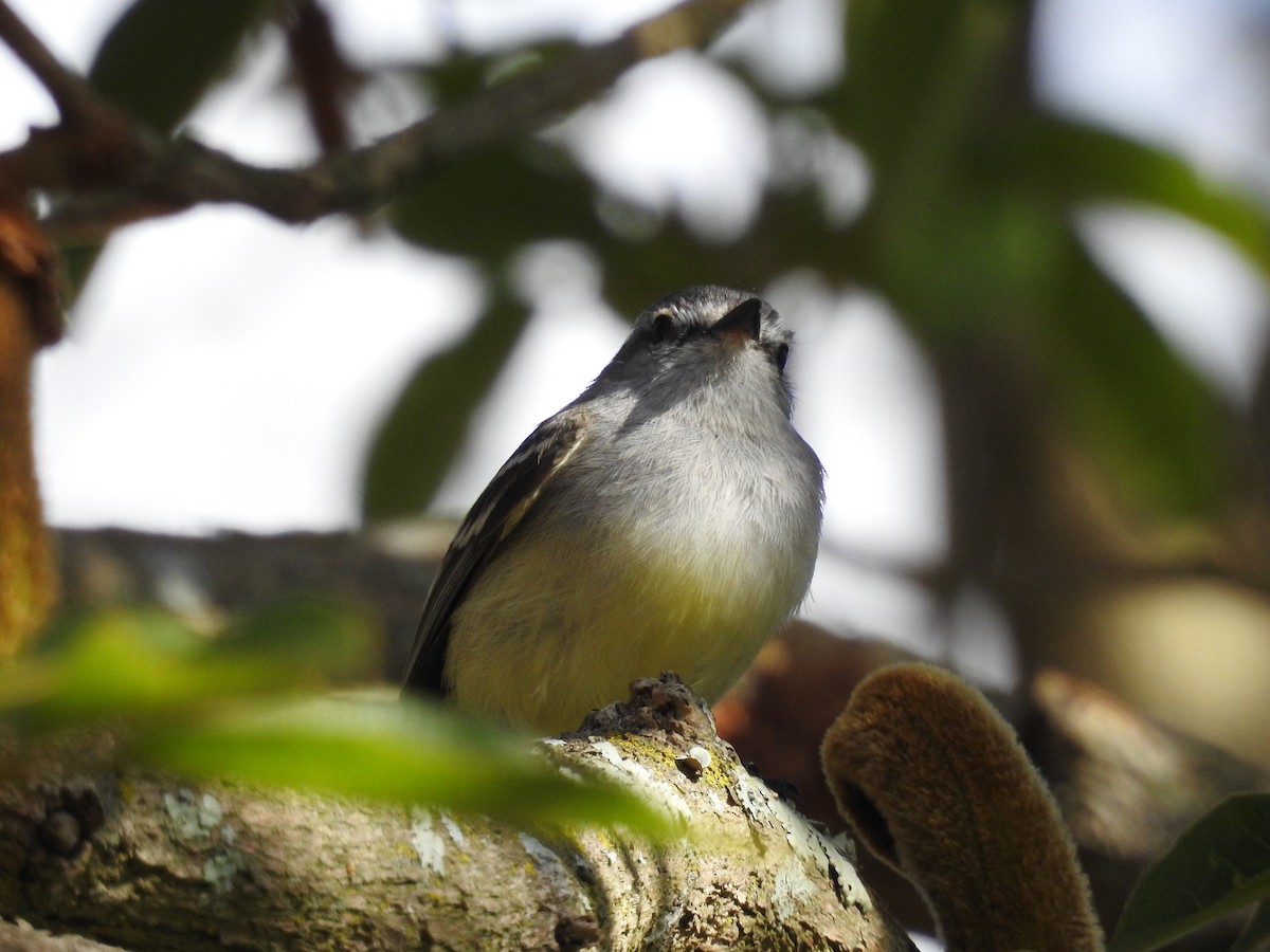 White-crested Tyrannulet - ML640834890