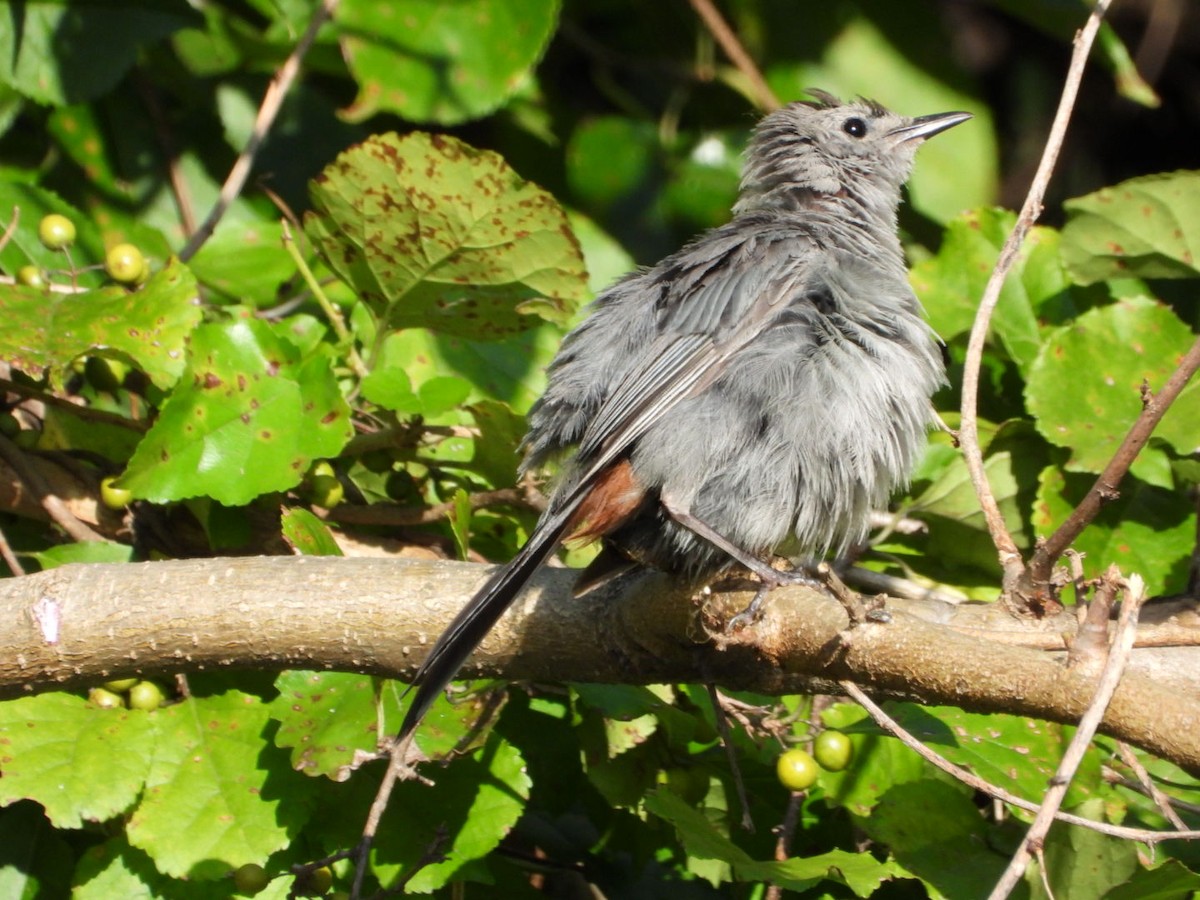 Gray Catbird - ML640834929
