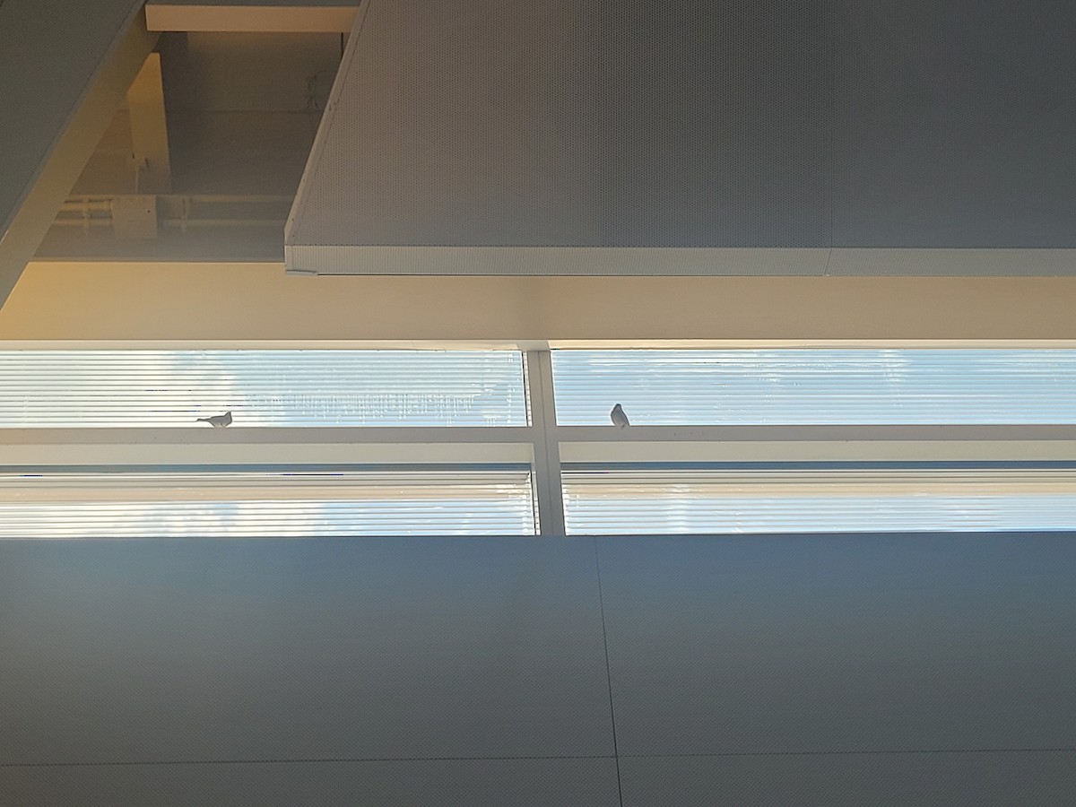 House Sparrow - ML640834931