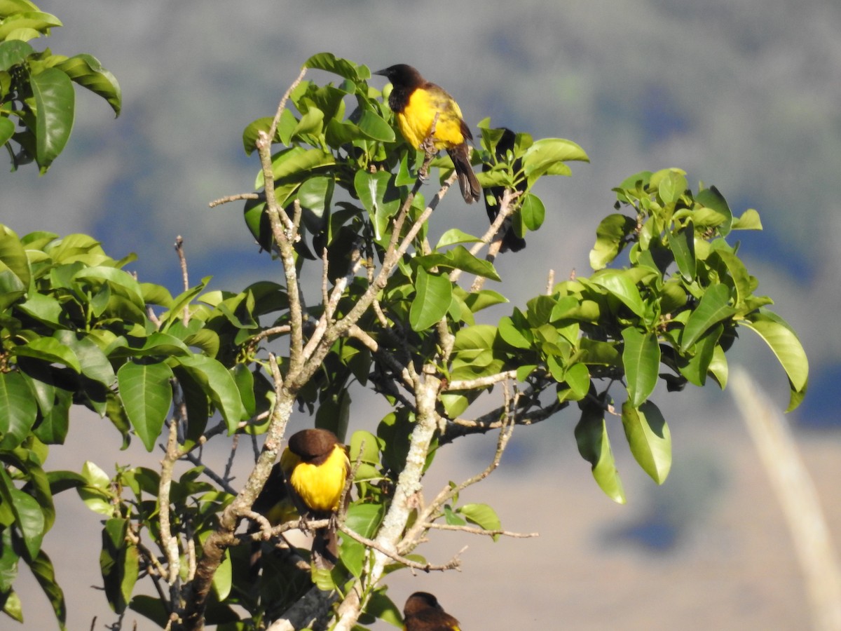 Yellow-rumped Marshbird - ML640834971