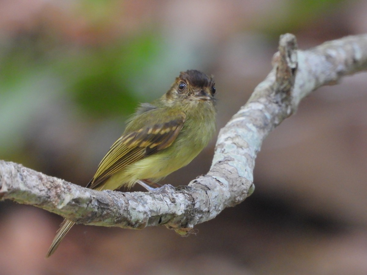 Sepia-capped Flycatcher - ML640835028