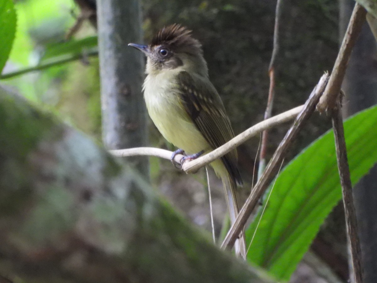 Sepia-capped Flycatcher - ML640835029