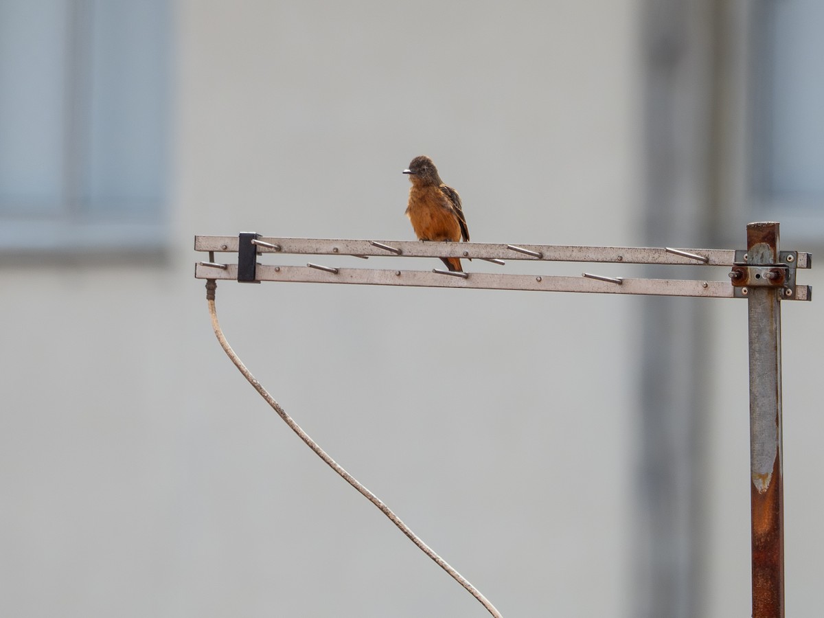 Cliff Flycatcher - ML640835035