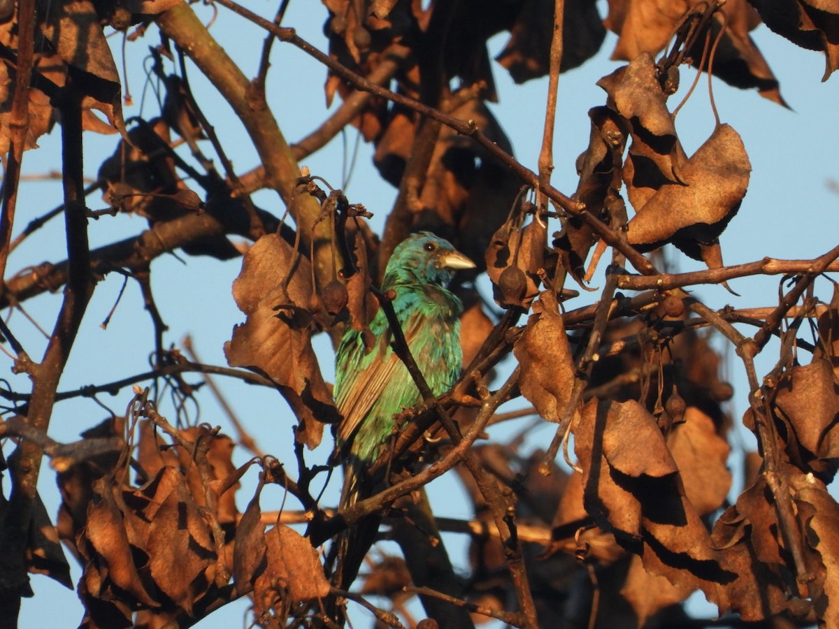 Blue Grosbeak - ML640835047
