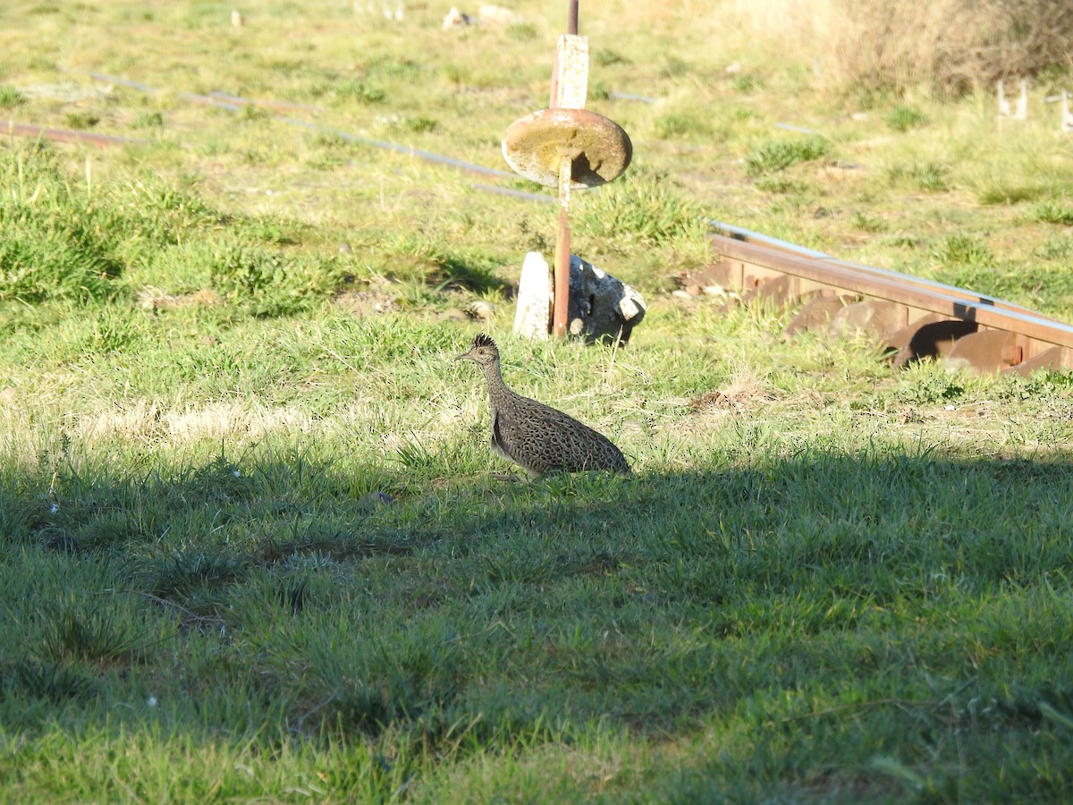 Brushland Tinamou - ML640835048