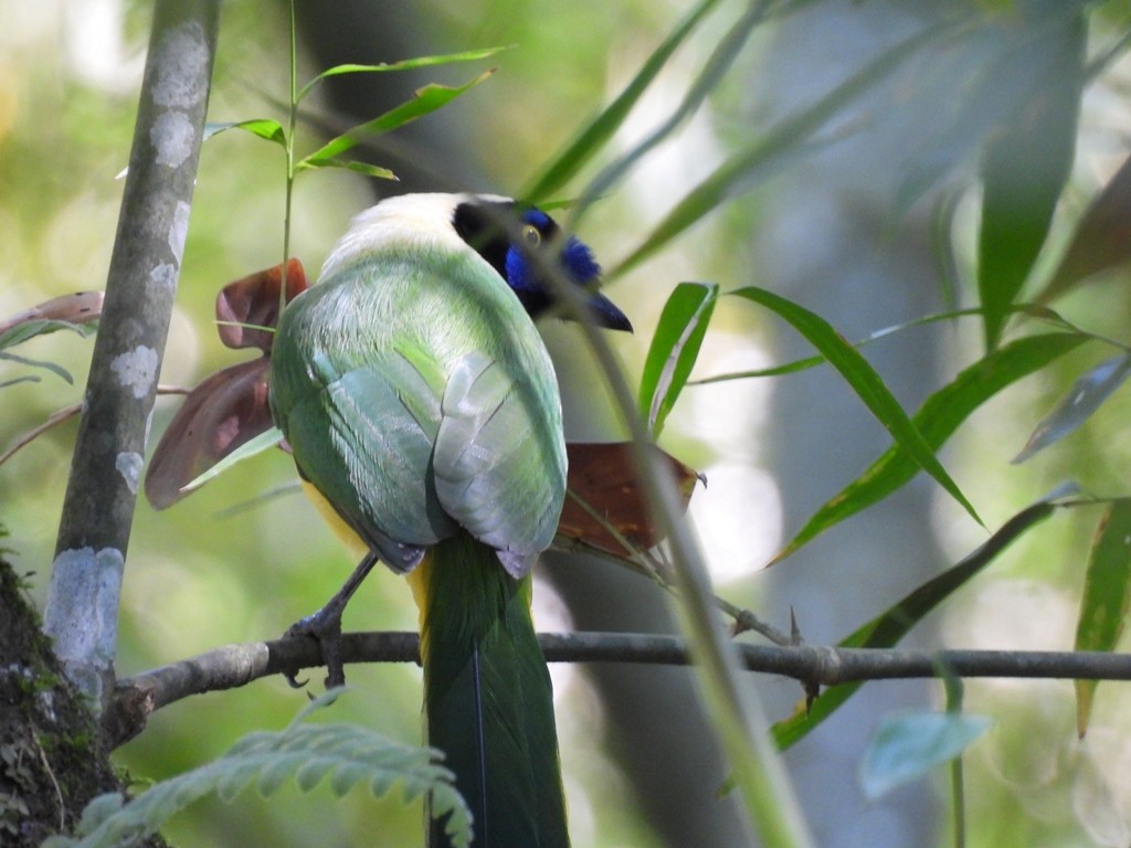 Green Jay - ML640835099