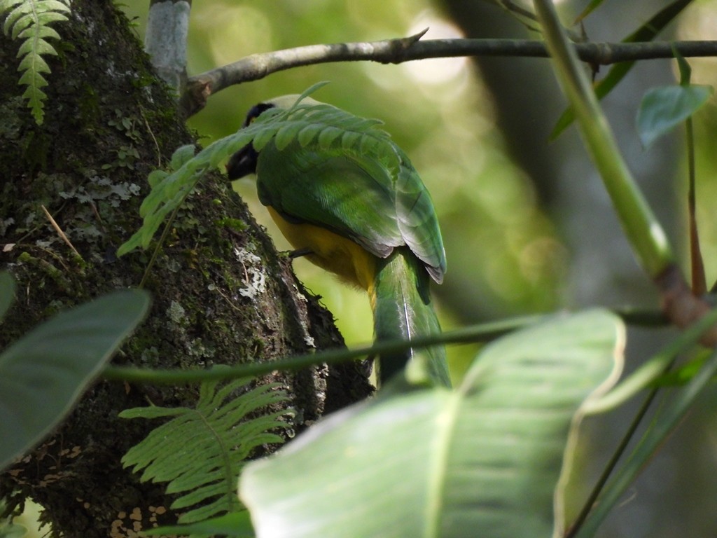Green Jay - ML640835100