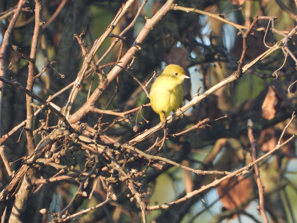 Yellow Warbler (Northern) - ML640835103
