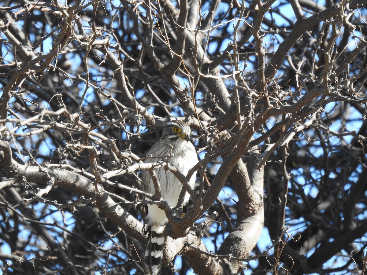 Spot-winged Falconet - ML640835130