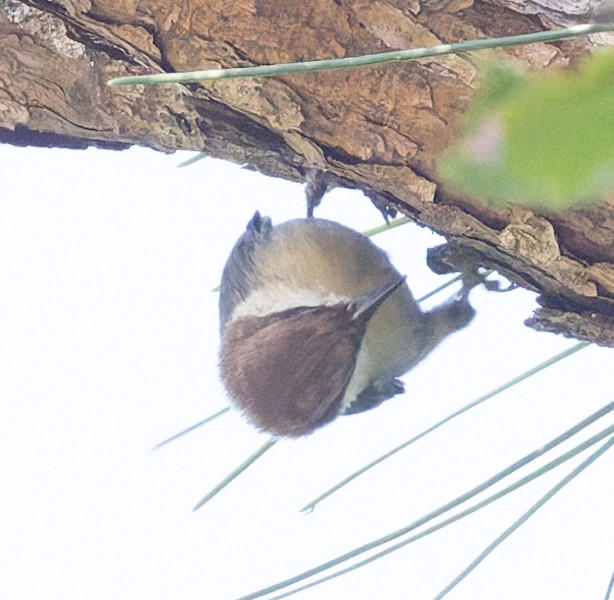 Brown-headed Nuthatch - ML640835201