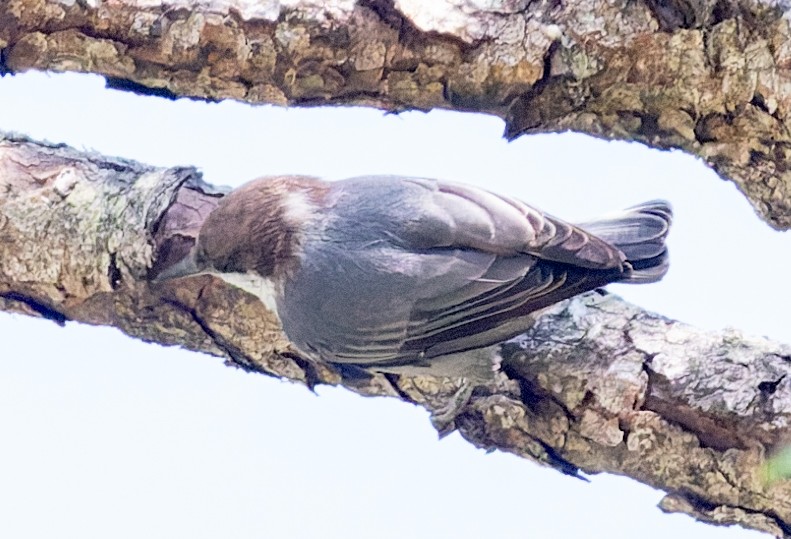 Brown-headed Nuthatch - ML640835202