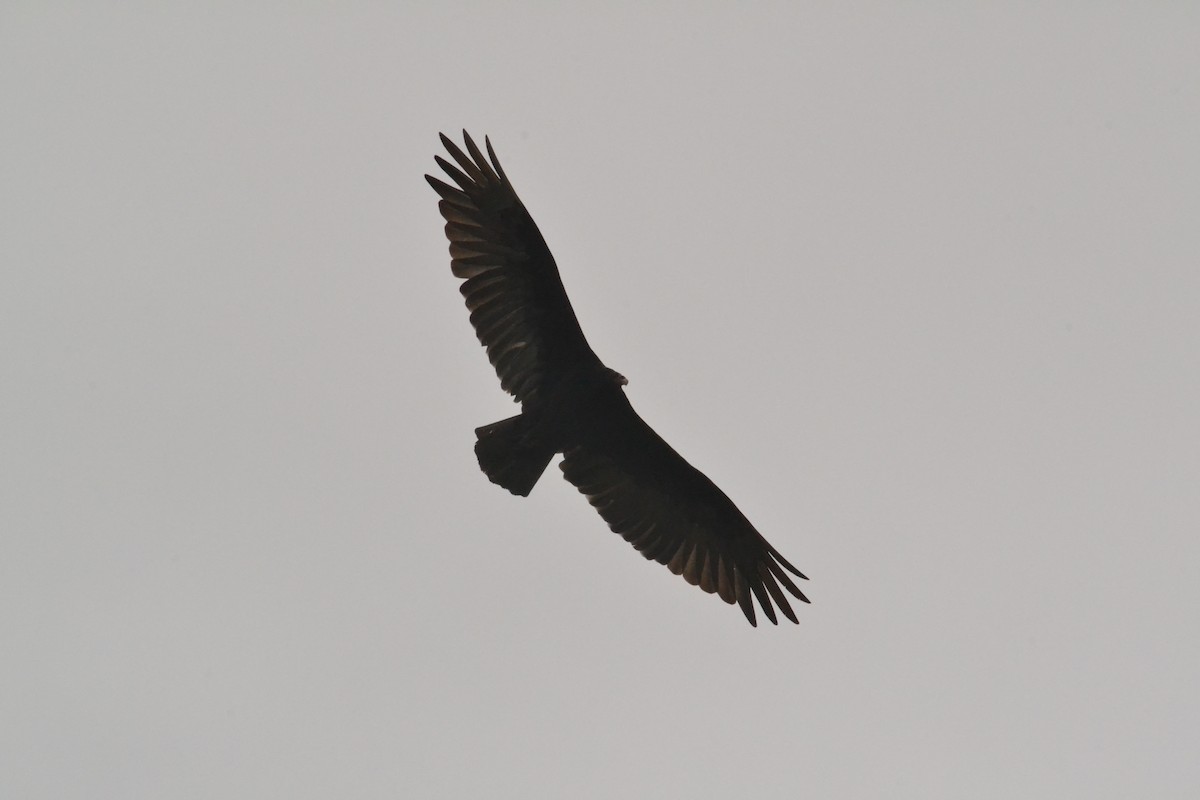 Turkey Vulture - Noah  Sanday