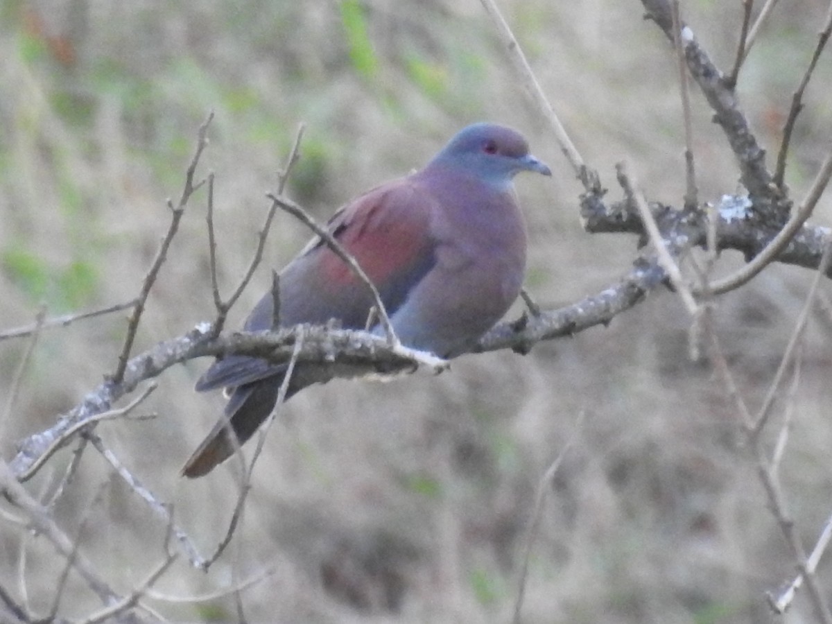 Pale-vented Pigeon - ML640835215