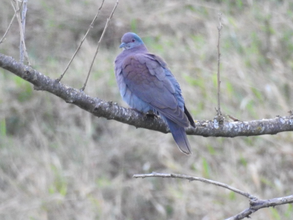 Pale-vented Pigeon - ML640835216