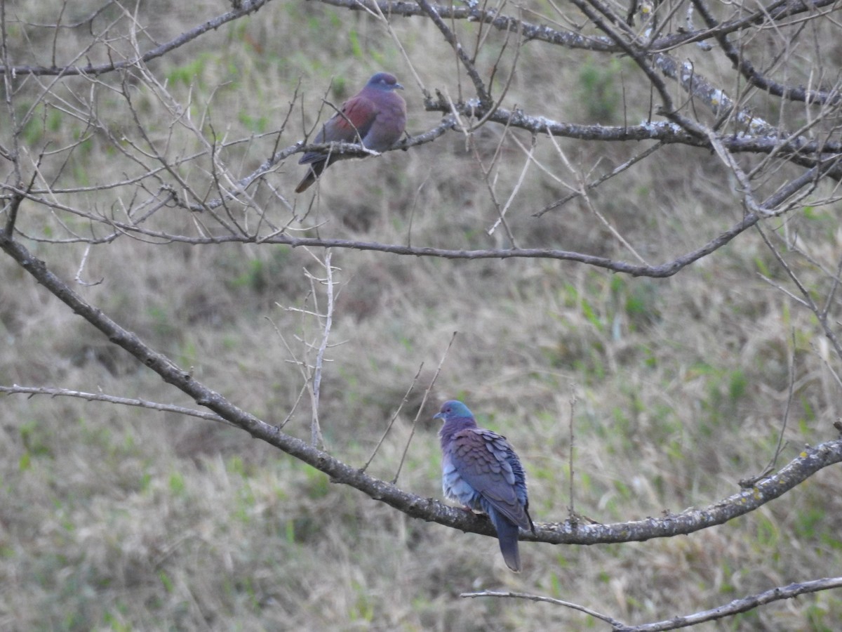 Pale-vented Pigeon - ML640835217