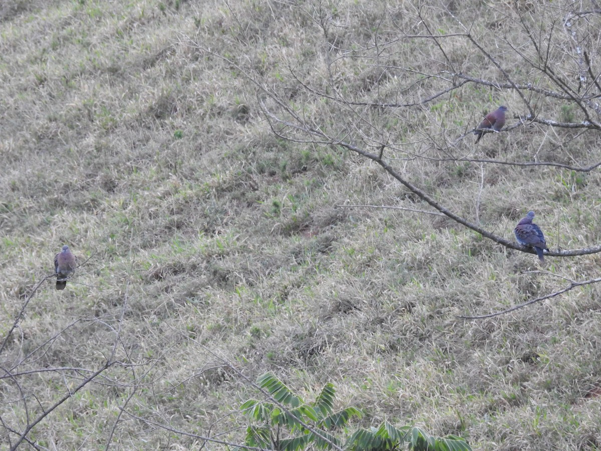 Pale-vented Pigeon - ML640835218