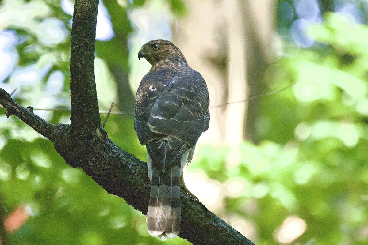 Cooper's Hawk - ML640835251
