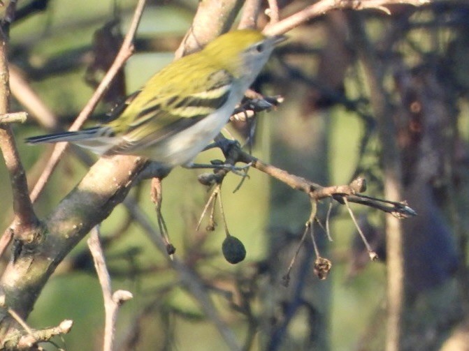 Chestnut-sided Warbler - ML640835271