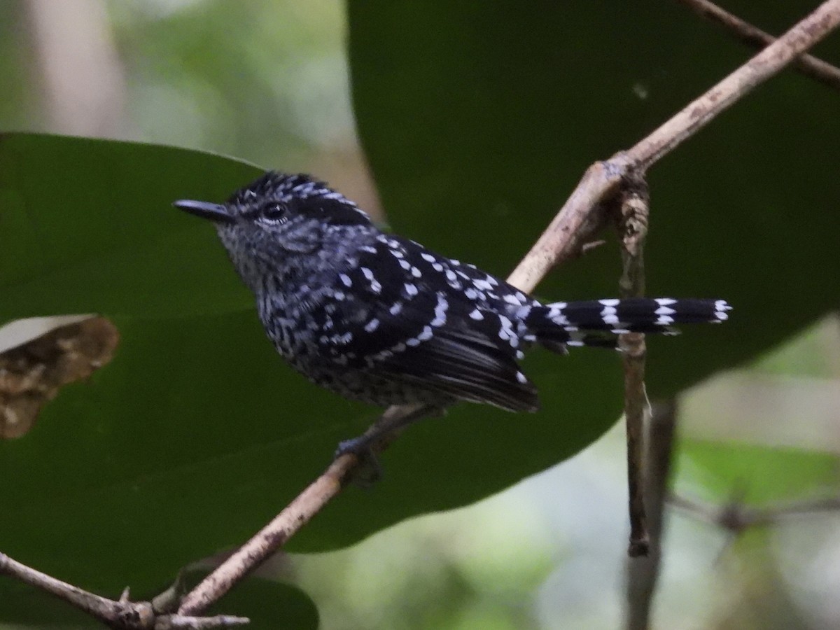 Scaled Antbird - ML640835326