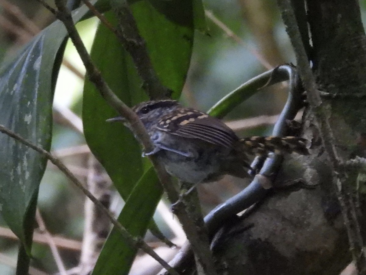 Scaled Antbird - ML640835327
