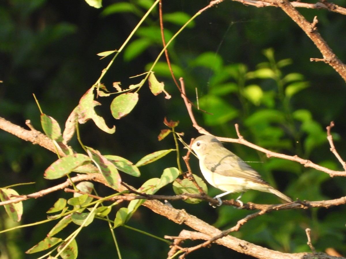 Warbling Vireo - ML640835330
