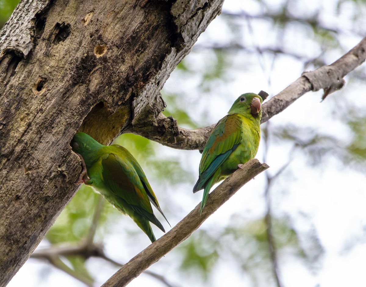 Orange-chinned Parakeet - ML640835404