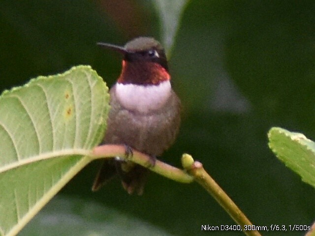 Ruby-throated Hummingbird - ML64083541