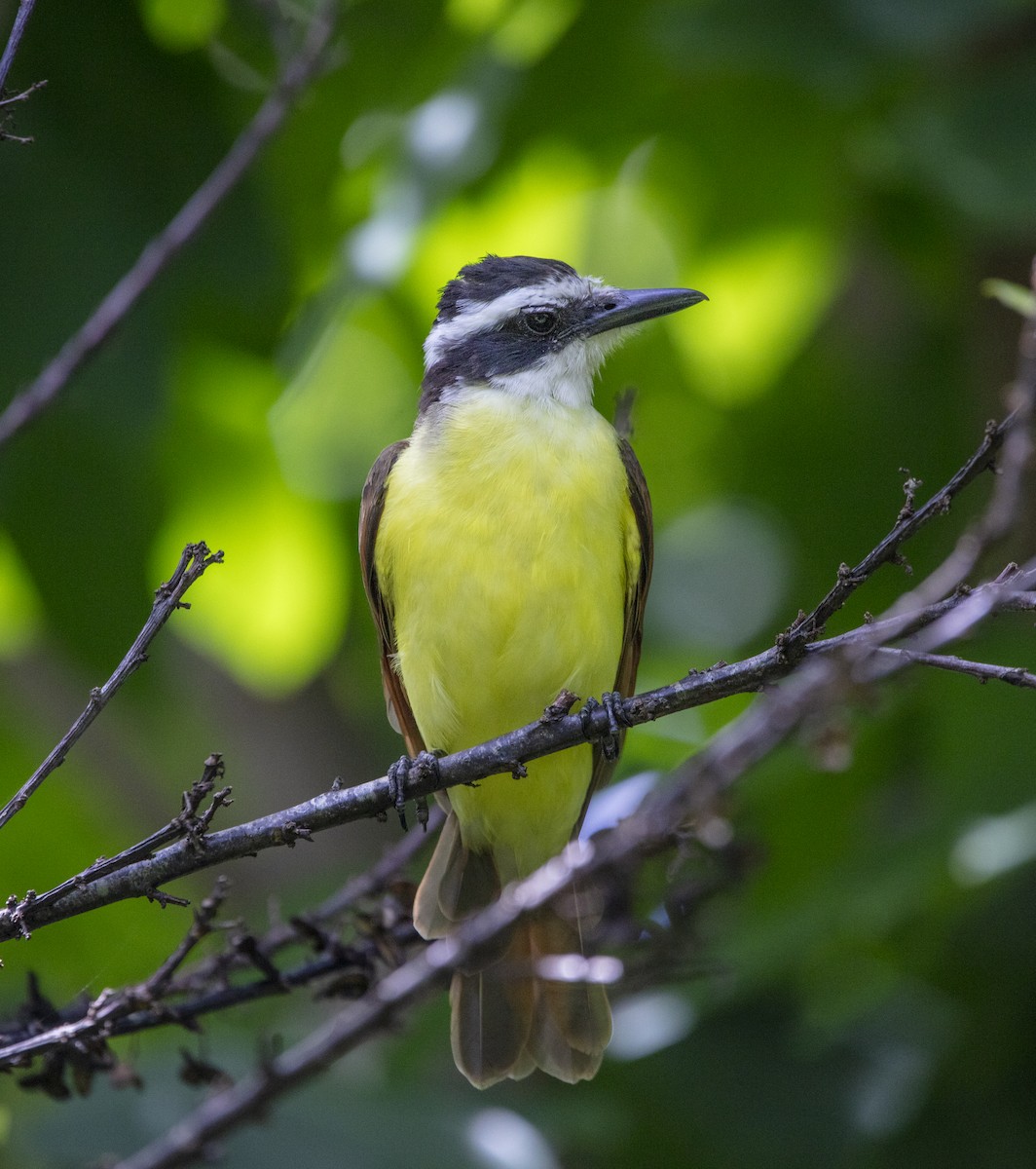 Great Kiskadee - ML640835424