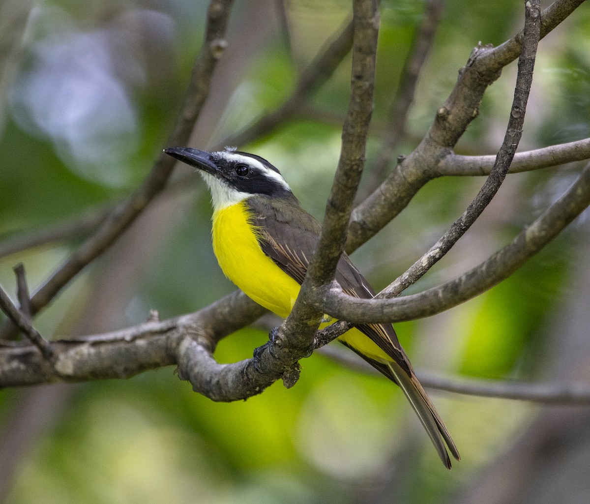 Boat-billed Flycatcher - ML640835429