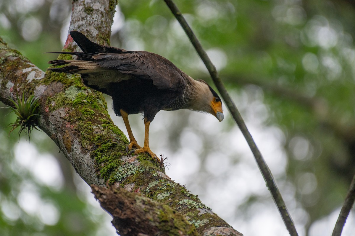Crested Caracara - ML640835431