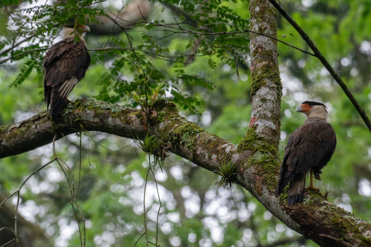 Crested Caracara - ML640835437
