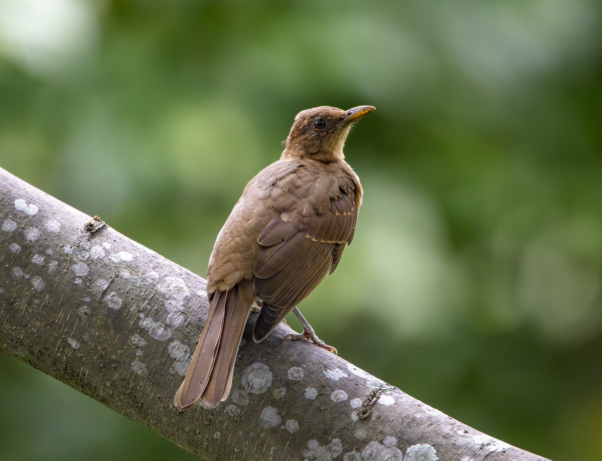 Clay-colored Thrush - ML640835464