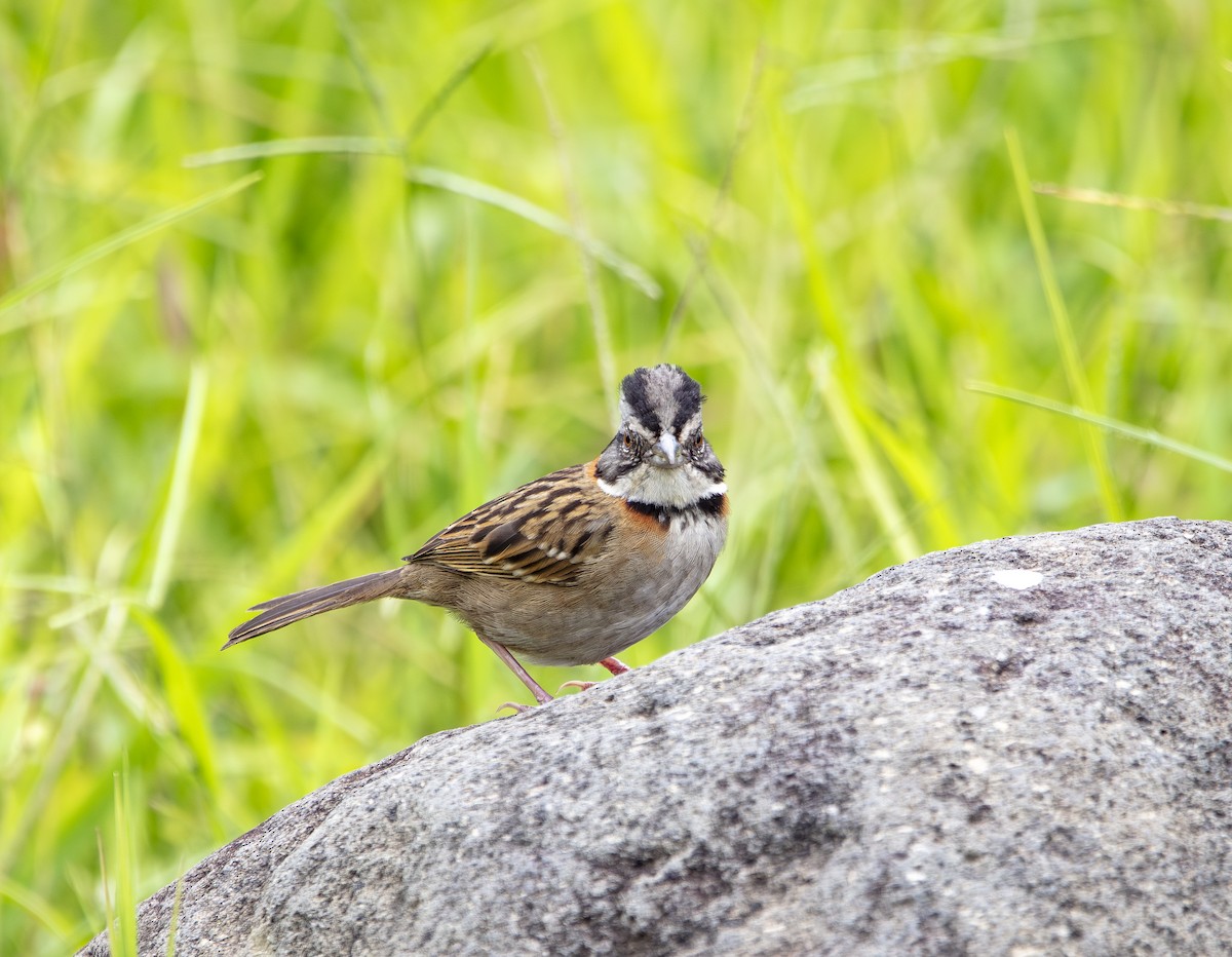 Rufous-collared Sparrow - ML640835488