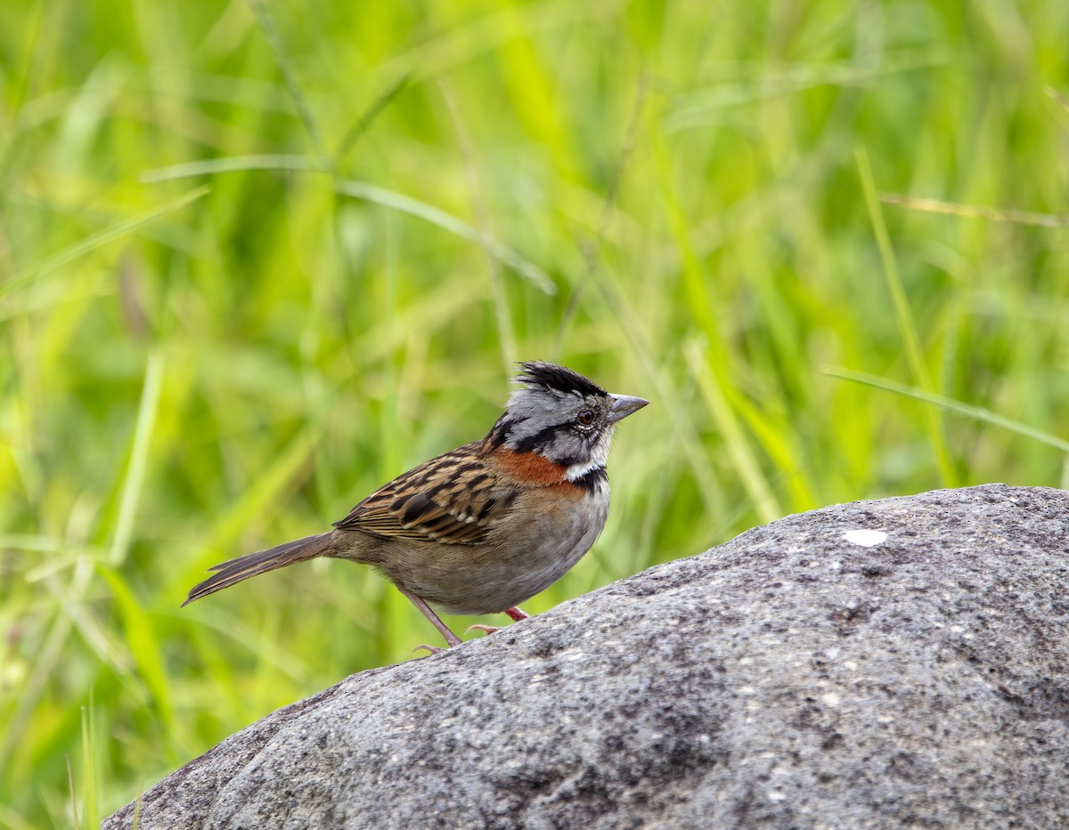 Rufous-collared Sparrow - ML640835489
