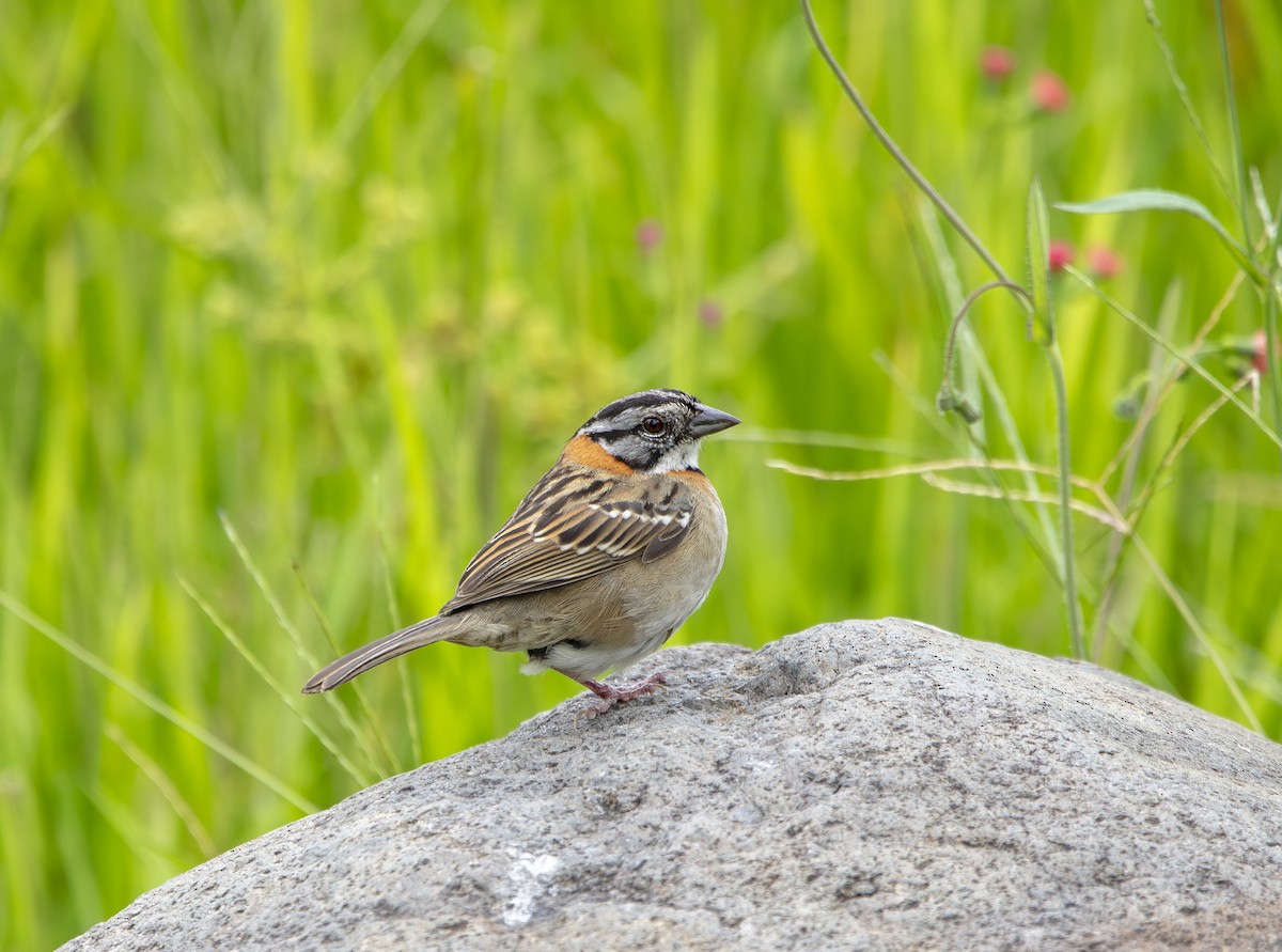 Rufous-collared Sparrow - ML640835490