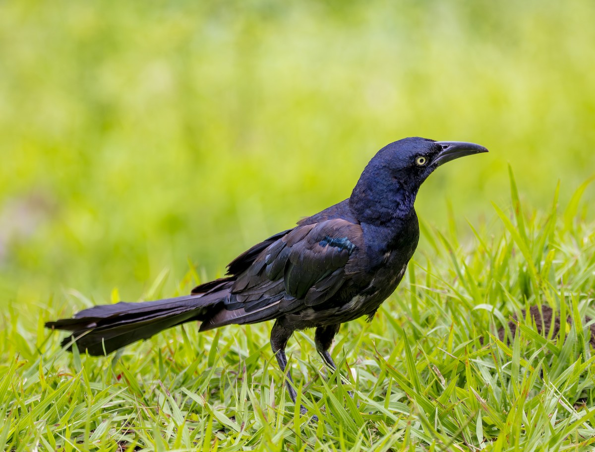 Great-tailed Grackle - ML640835506