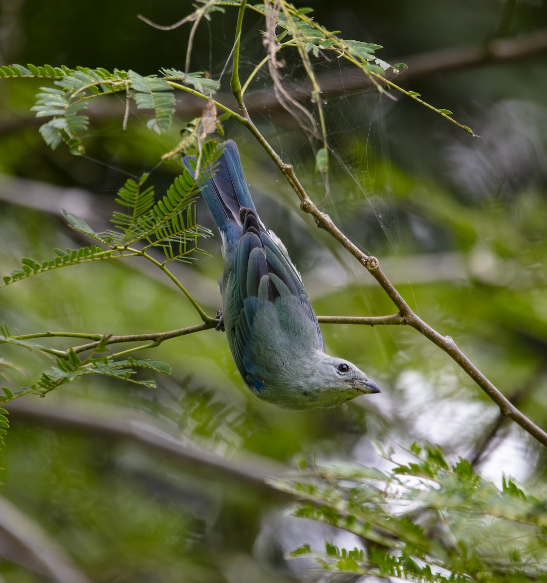 Blue-gray Tanager - ML640835572