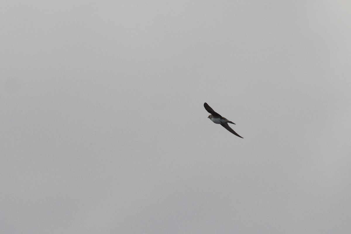 Brown-chested Martin - ML640835590