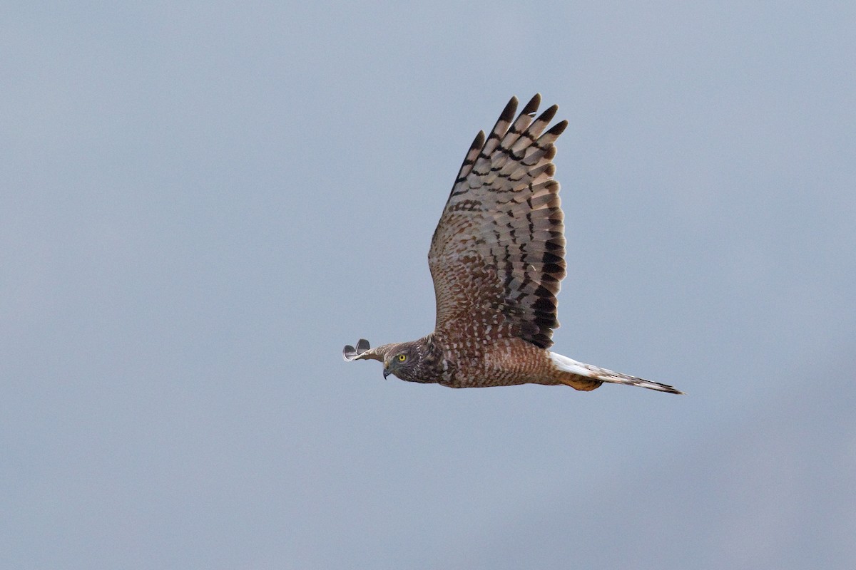 Cinereous Harrier - ML640835604