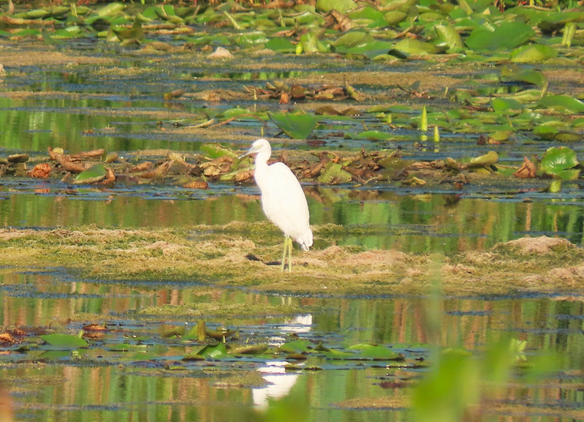 Little Blue Heron - ML640835647