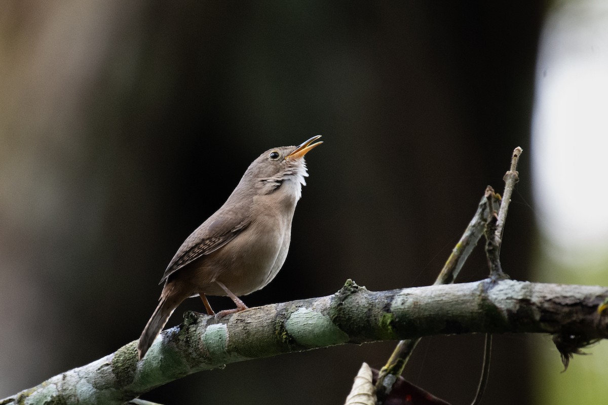 Southern House Wren - ML640835733