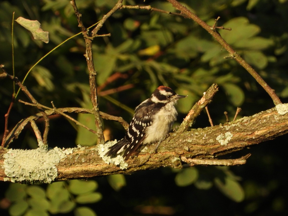 Downy Woodpecker - ML640835783