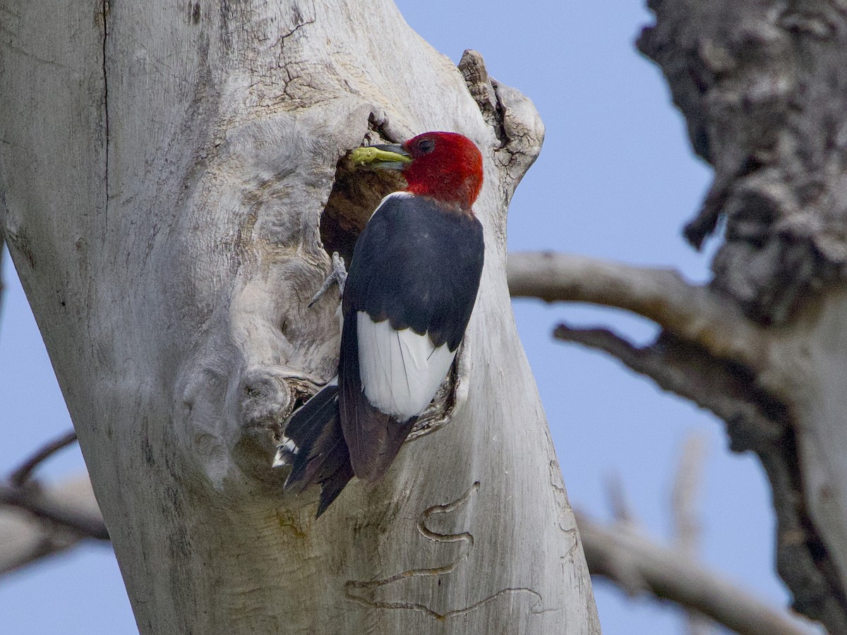 Red-headed Woodpecker - ML640835800