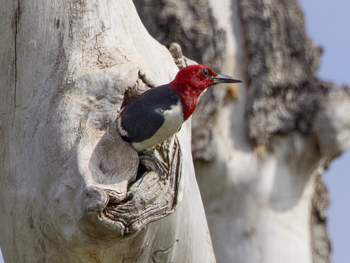 Red-headed Woodpecker - ML640835813