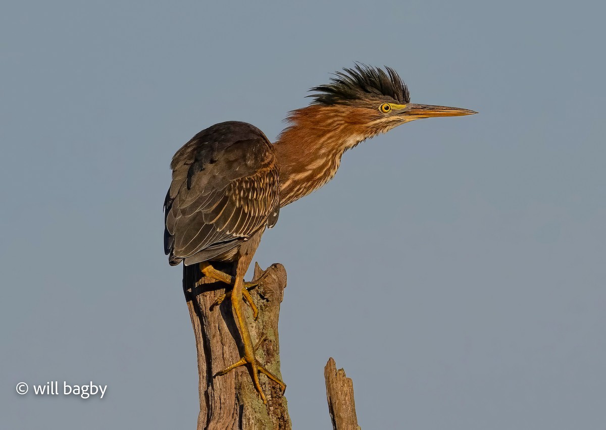 Green Heron - ML640835822