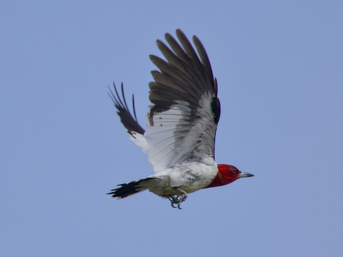 Red-headed Woodpecker - ML640835828
